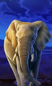 African Elephant